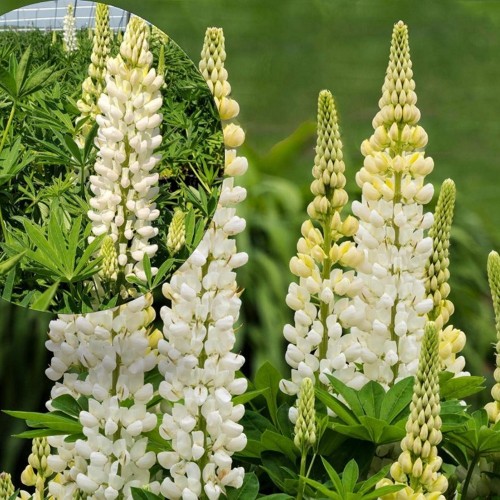 Lupinus polyphyllus 'Lupini White Shades' - Hulgalehine lupiin 'Lupini White Shades' 